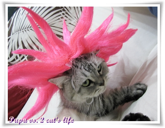 女神卡卡 貓泡泡 女神卡卡 貓泡泡