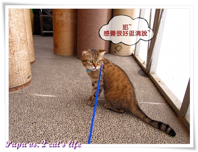 貓的旅行 埔里紙教堂