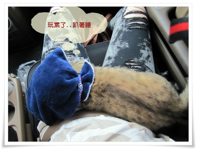 貓的旅行 埔里紙教堂