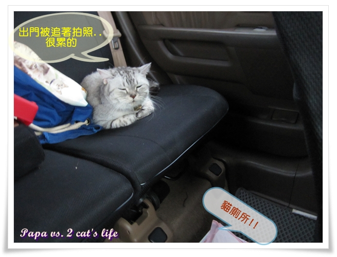 貓的旅行 埔里紙教堂