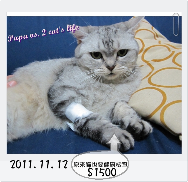 2011.11.12 貓咪健檢