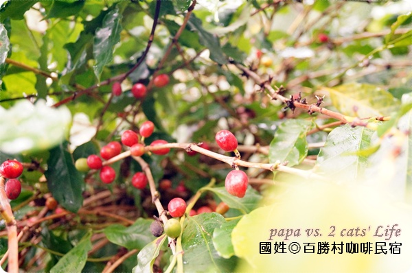 南投國姓 百勝村