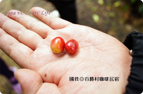 南投國姓 百勝村