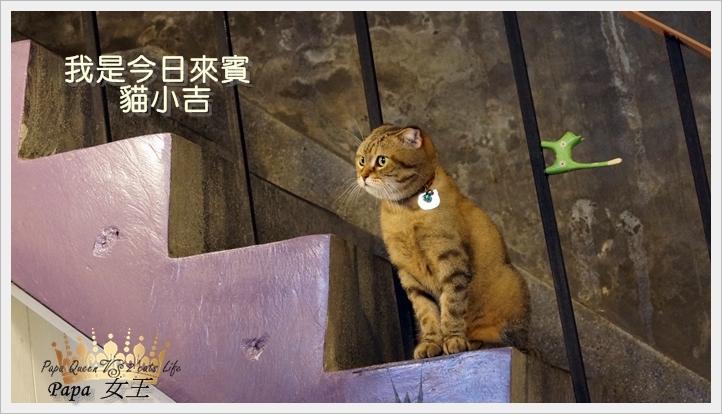 貓爪子