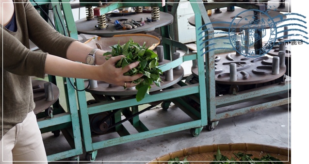 鹿谷 茶旅行 鹿谷 茶旅行