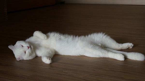 DSC05312 貓白白好貓不跟女鬥