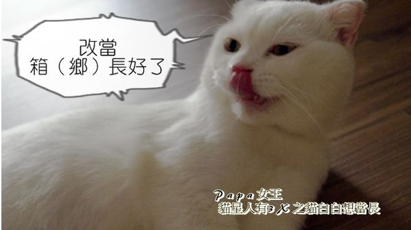 貓白白 我是廁所長