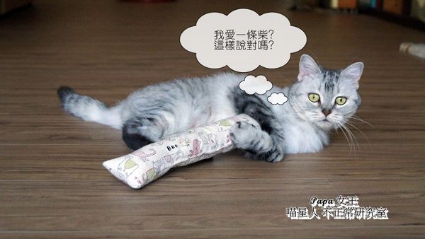貓草玩具