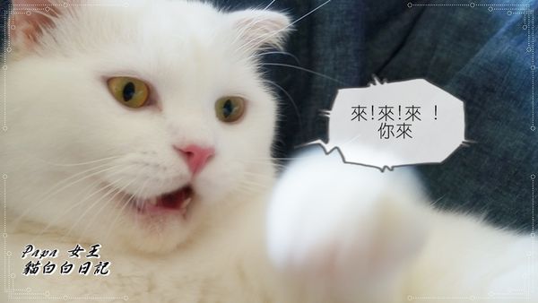 貓手舞