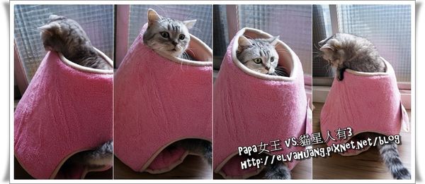 cats.jpg