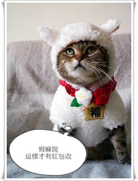 DSC02270.JPG 寵物衣