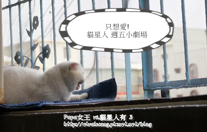 貓白白戀愛ing