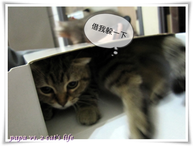 Wii貓
