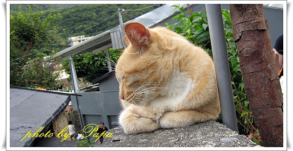 猴硐 貓村