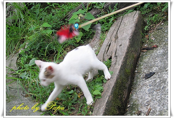 猴硐 貓村