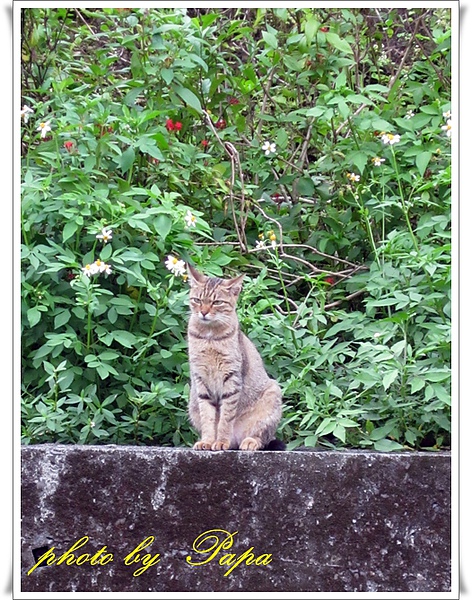 猴硐 貓村