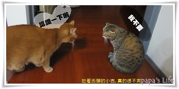 尼莫