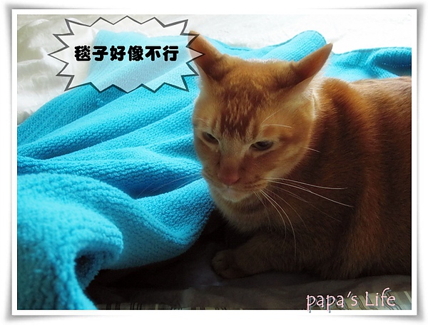 尼莫大貓咪