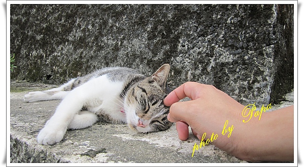 猴硐 貓村