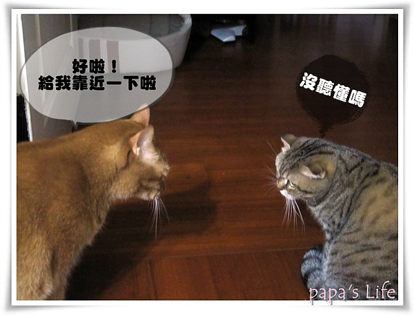尼莫　