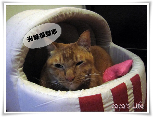 尼莫大貓咪