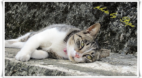 猴硐 貓村