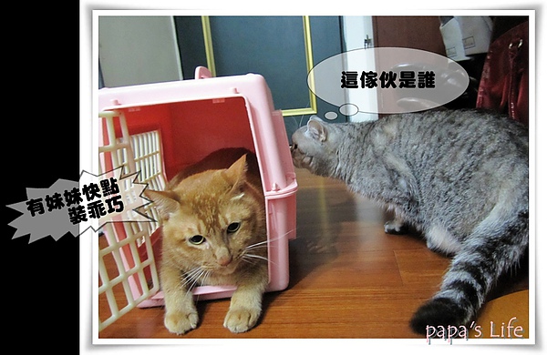 尼莫　橘色胖貓