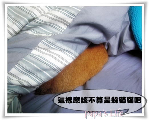 尼莫大貓咪