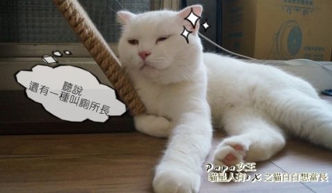 廁所長貓白白