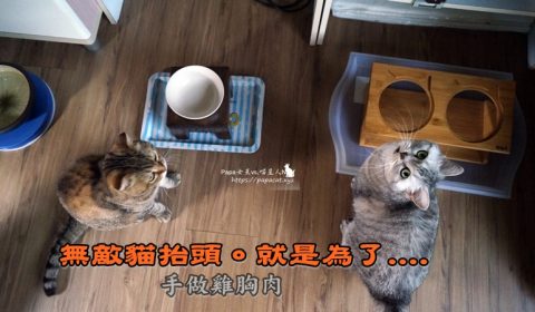 手做貓肉乾
