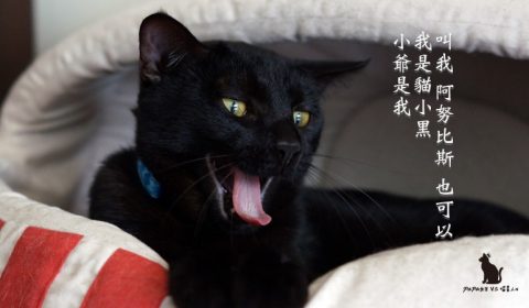 貓會吃嘔吐物