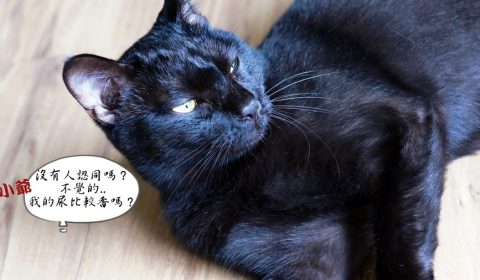 貓亂尿尿怎辦