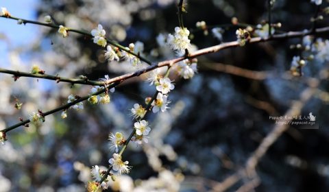 新社梅花森林