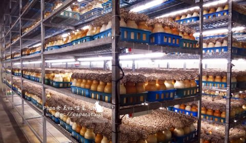 隆谷菇菇園