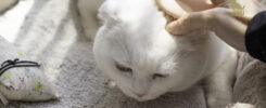 Petkit 佩奇寵物按摩梳