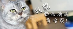動物溝通